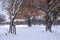 A group of oak trees with red leaves covered in snow in a field in central Texas near Abilene.