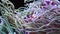 Group of Ocellaris clownfish nestled in a magnificent sea anemone