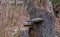 Group od Polypore fungi in autumn