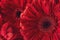 Group od red gerberas, macro photography and flowers background