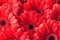 Group od red gerberas, macro photography and flowers background