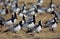 Group off Barnacle goose