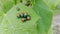 a group ofTectocoris diophthalmus congregate around the fruit of Ricinus communis and eat the entire rind of the leave