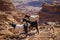 Group og goats in jordanian world famous monument in Wadi Musa