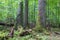 Group of old spruces inside deciduous stand