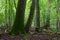 Group of old trees in summertime stand