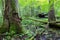 Group of old trees in summertime stand