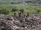 Group of Olive baboon, Papio anubis, feed on remnants at a landfill, Ethiopia