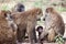 Group of Olive Baboons protecting a baby