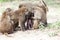 Group of Olive Baboons protecting a baby