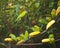 Group of orange-chinned parakeets feeding on bananas. Brotogeris jugularis.