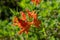 Group of orange colored Rhododendron flowers