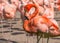 Group of orange flamingo birds