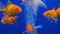 group of orange gold fish swimming under blue water tank aquarium with bubbles of air oxygen