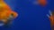 group of orange gold fish swimming under blue water tank aquarium with bubbles of air oxygen