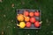 Group of orange harvested Hokkaido pumpkins laying in a box.