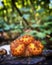 Group of orange mushrooms at tree trunk in the autumn. (Pholiota squarrosa).