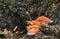 A group of orange tinder mushrooms on an oak trunk in a wild forest
