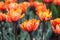 Group of orange variegated multi-petalled tulips grows on a flower bed.