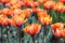 Group of orange variegated multi-petalled tulips grows on a flower bed.