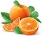 Group oranges fruits