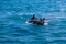 Group of orcas in the water with baby