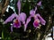 Group of orchids with nature in the background on a tropical weather in venezuela