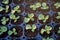 Group organic fresh vegetable seeding are growing from soil on nursery tray, cultivation and produce sapling hydroponic farm