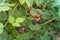 Group of organic ripe and unripe blackberries growing on tree in Texas, America