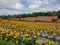 A group of ornamental marigold plants with blooming yellow petals and green leaves in a wide spread garden