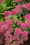 Group of orpine plants in blossom