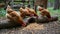 A group of Orpington chickens pecks grains near a wooden structure outdoors.