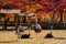 Group of ostrich at the grass field with red maple autumn tree in Nami Island,South korea