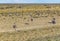 Group of Ostrich at Patagonia Landscape, Argentina