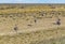 Group of Ostrich at Patagonia Landscape, Argentina