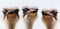 Group ostrich portrait