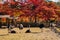 Group of ostrich sitting down at the grass field with red maple autumn tree in Nami Island,South korea