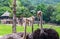 Group of Ostrich wating tourist feeding food