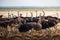 Group of ostriches and antelopes at a waterhole in Etosha National Park, Namibia