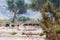 A group of Ostriches crossing a dirt road in Namibia