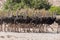 A group of Ostriches crossing a dirt road in Namibia