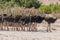 A group of Ostriches crossing a dirt road in Namibia