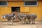 Group of ostriches on a farm in sunny day