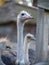 Group of ostriches in the open air