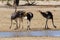 Group of ostriches at a waterhole in the dry desert