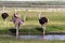 Group of ostriches on a watering-place. Amboseli, Kenya