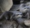 Group otters