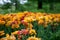 Group of overblown orange variegated multi-petalled tulips grows on a flower bed