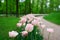 Group of overblown tender pink variegated multi-petalled tulips grows on a flower bed.Gatchina Park, flower hill