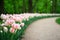 Group of overblown tender pink variegated multi-petalled tulips grows on a flower bed.Gatchina Park, flower hill